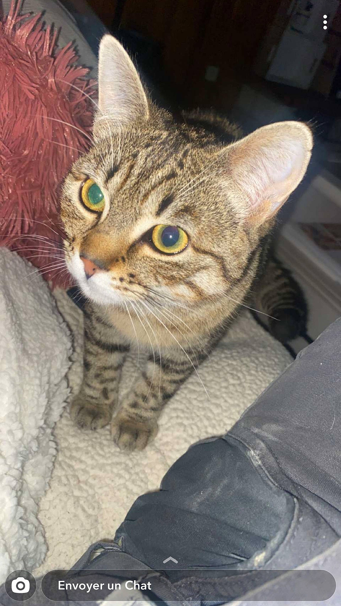 Rocky a rejoint le concours — aidez-le/la à gagner de superbes lots ! carnivore, cat, claw, comfort, domestic_short_haired_cat, door, felidae, fur, paw, small_to_medium_sized_cats, snout, whiskers, wildlife, window