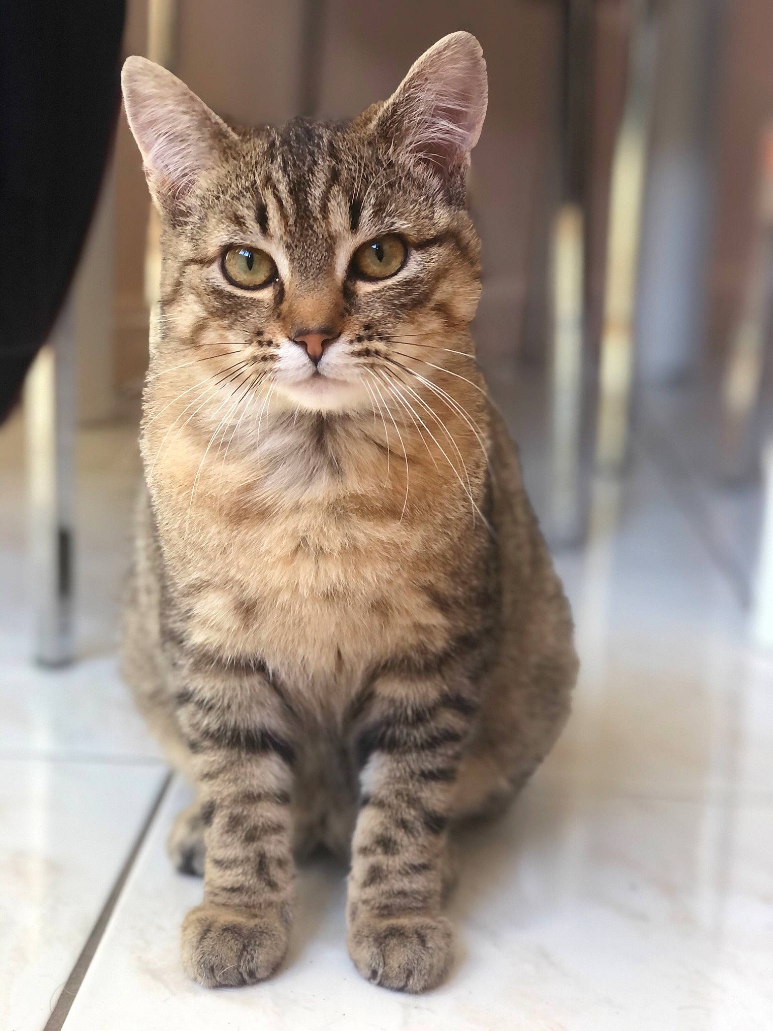 Rocky a rejoint le concours — aidez-le/la à gagner de superbes lots ! carnivore, cat, claw, domestic_short_haired_cat, felidae, fur, paw, sitting, small_to_medium_sized_cats, snout, tail, terrestrial_animal, whiskers, wildlife, wood