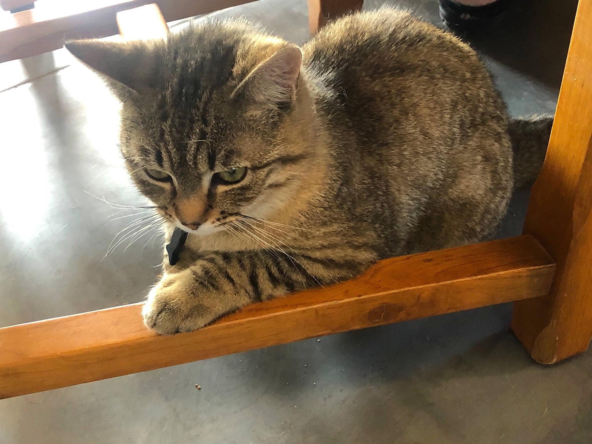 Rocky a rejoint le concours — aidez-le/la à gagner de superbes lots ! animal_shelter, carnivore, cat, cat_supply, comfort, domestic_short_haired_cat, felidae, fur, hardwood, paw, pet_supply, room, sitting, small_to_medium_sized_cats, snout, tail, terrestrial_animal, whiskers, window, wood