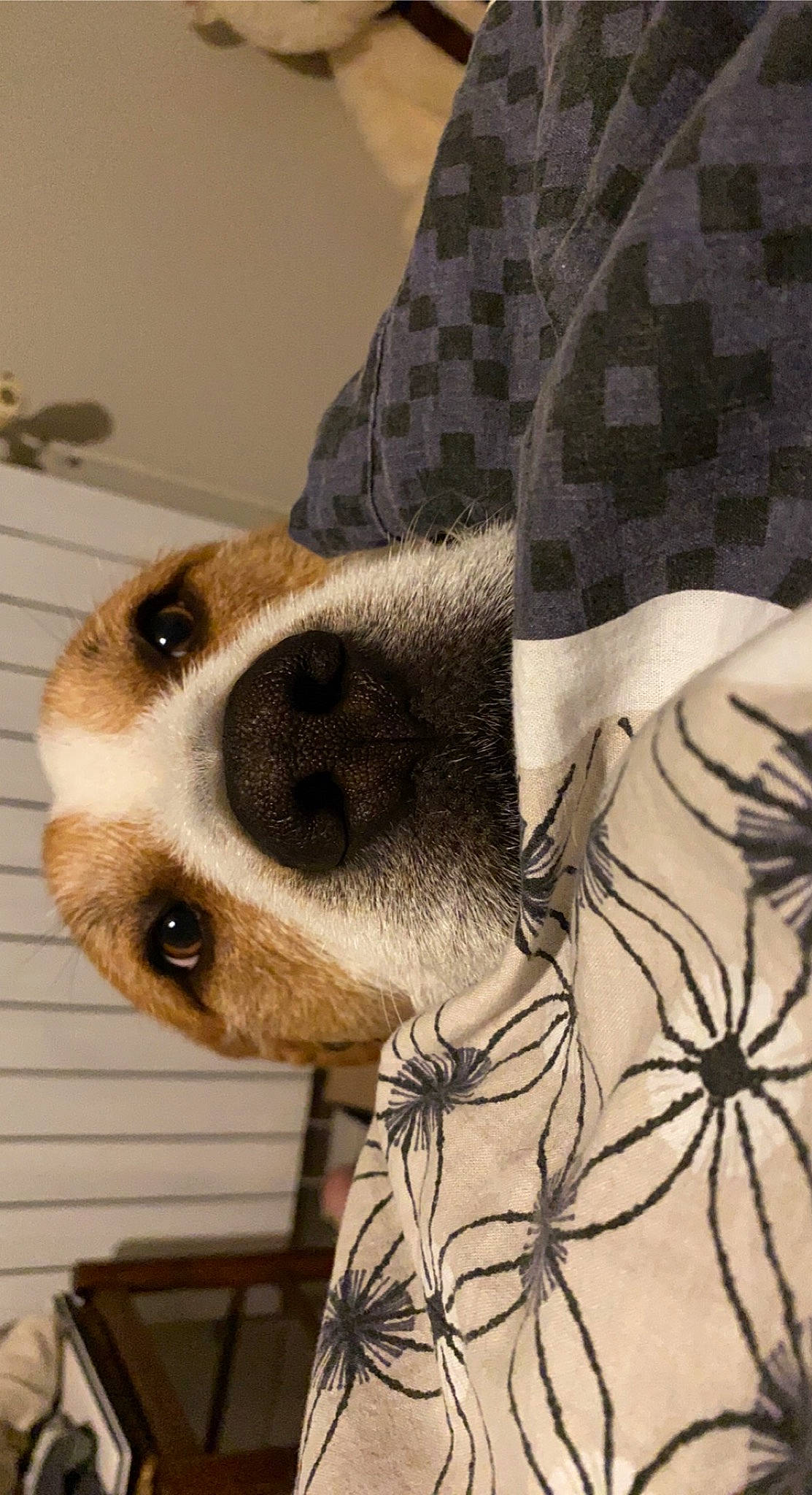 Falko a rejoint le concours — aidez-le/la à gagner de superbes lots ! canidae, carnivore, comfort, companion_dog, dog, dog_breed, elbow, eyewear, fawn, fur, gesture, linens, pattern, selfie, sleeve, snout, sporting_group, whiskers, working_animal, wrist