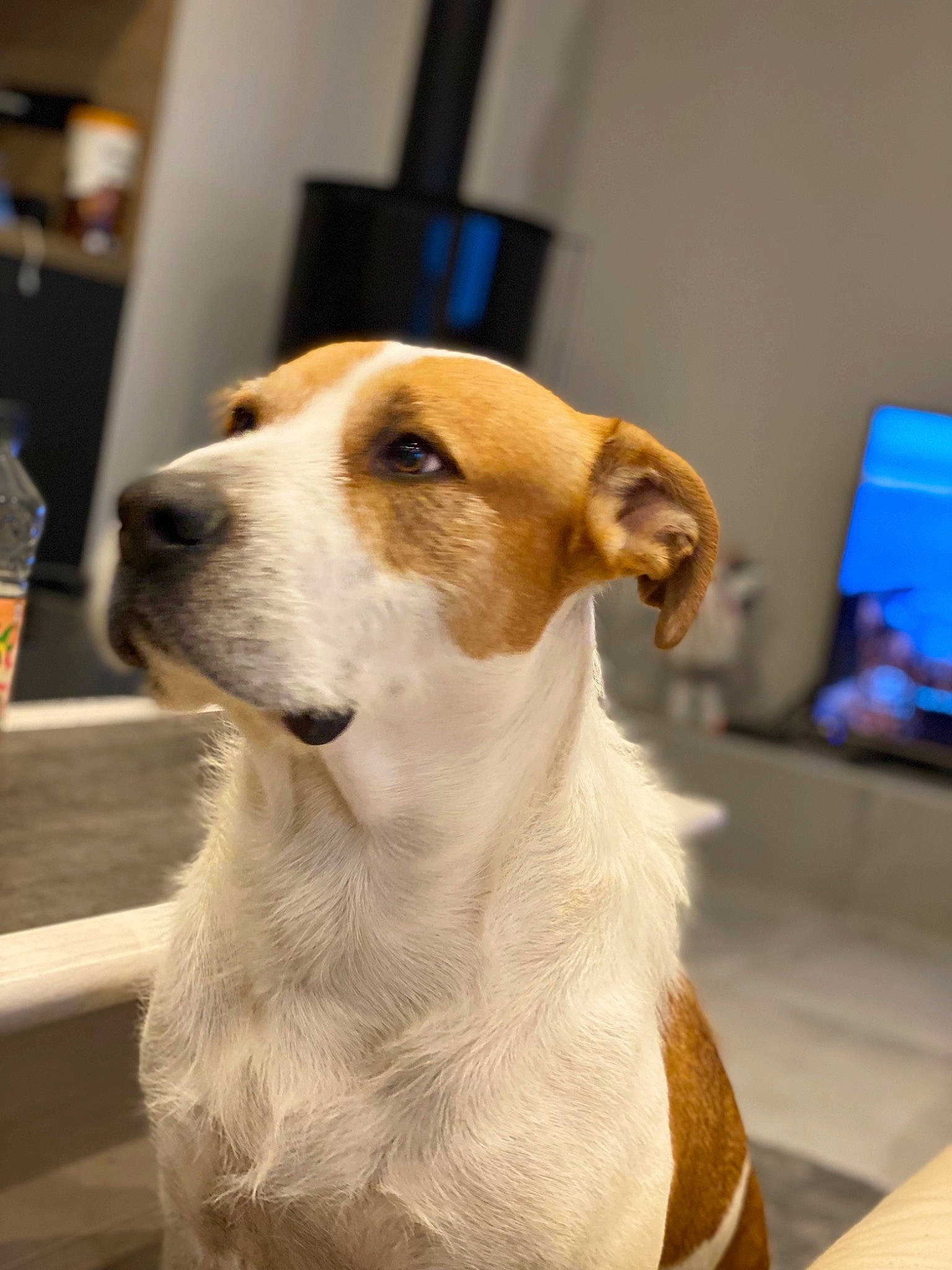 Falko participe au concours pour gagner de l'argent avec cette photo : ancient_dog_breeds, canidae, carnivore, collar, companion_dog, display_device, dog, dog_breed, fawn, flooring, fur, pet_supply, sporting_group, television, terrestrial_animal, water_bottle, whiskers, working_animal, working_dog