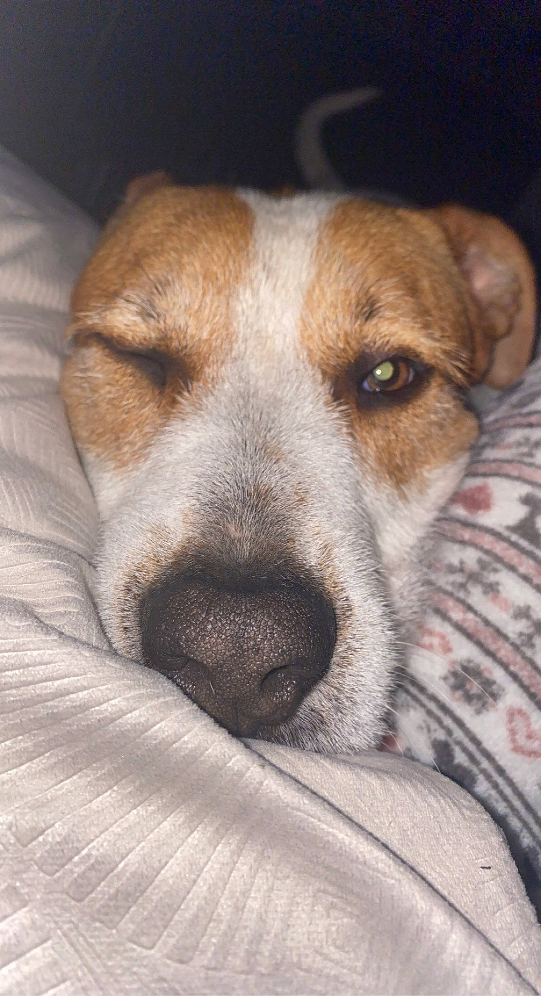 Falko a rejoint le concours — aidez-le/la à gagner de superbes lots ! ancient_dog_breeds, canidae, carnivore, close_up, companion_dog, dog, dog_breed, fawn, fur, non_sporting_group, scent_hound, snout, sporting_group, street_dog, terrestrial_animal, whiskers