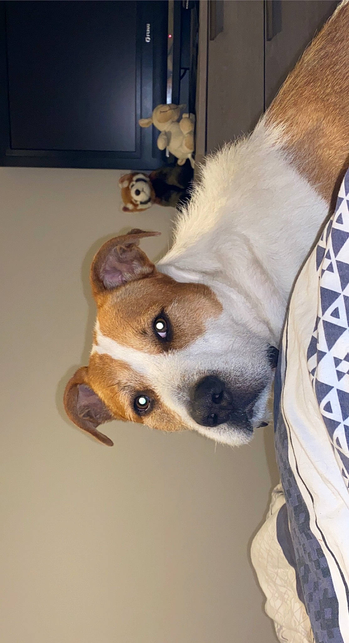 Falko a rejoint le concours — aidez-le/la à gagner de superbes lots ! canidae, carnivore, collar, companion_dog, dog, dog_breed, dog_supply, door, ear, fawn, fur, non_sporting_group, paw, puppy, sporting_group, tail, terrestrial_animal, whiskers, wood, working_animal