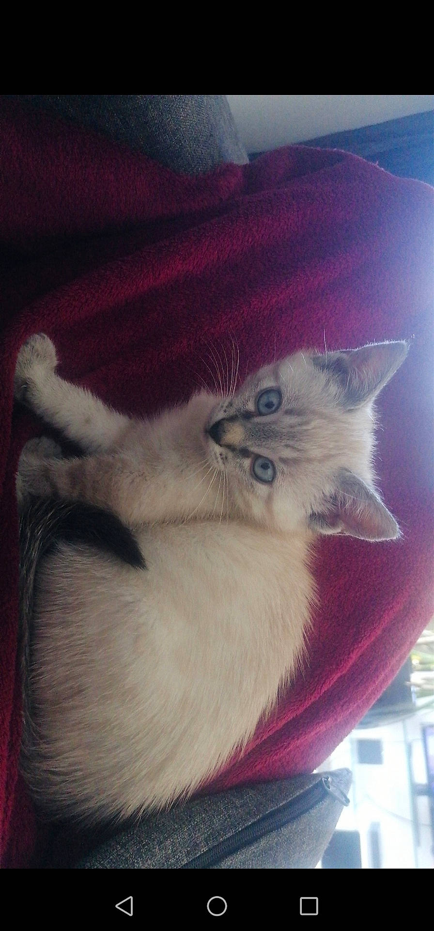 Roots a rejoint le concours — aidez-le/la à gagner de superbes lots ! abyssinian, animal, blanket, cat, face, furniture, head, homedecor, indoors, kitten, linen, manx, person, pet, photography, portrait, quilt, siamese, sleeping, towel