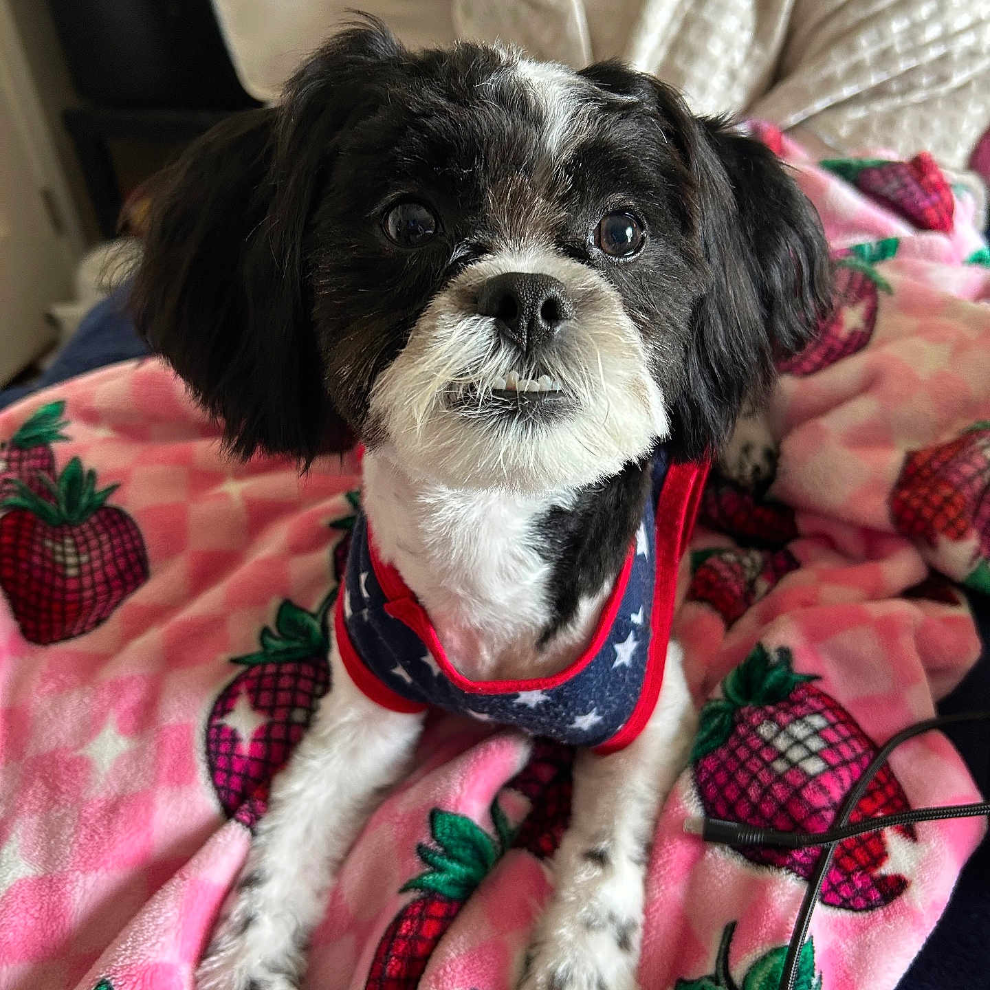 Oreo is registered to the contest to win money with this photo: animal, black_and_white, blanket, canine, close_up, companion, cozy, cute, dog, domestic, expression, fur, fur_pattern, indoor, lying_down, outfit, pet, pineapple_pattern, resting, star_pattern