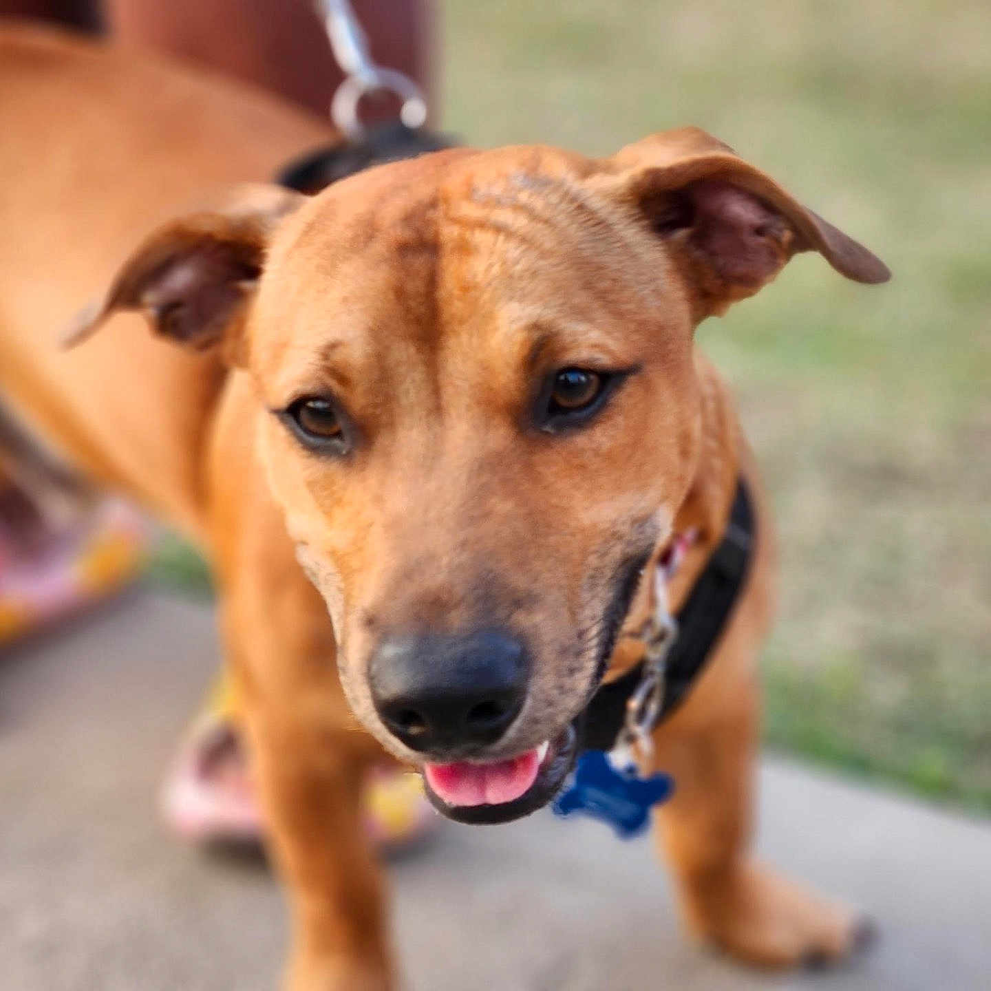 Jayjay joined the competition — help win amazing prizes! accessories, animal, boxer, bulldog, canine, dog, goldenretriever, grass, hound, labradorretriever, leash, person, pet, pitbull, plant, policedog, puppy, snout, strap, walkingdog