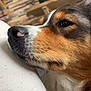 Vixie participe au concours pour gagner de l'argent avec cette photo : dog, close_up, side_profile, resting, calm, fur, nose, whiskers, animal, pet, indoor, wooden_background, fabric, soft, brown, white, black, tricolor, cute, relaxed