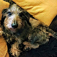 Nacho a rejoint le concours — aidez-le/la à gagner de superbes lots ! dog, pet, animal, cushion, yellow_pillow, fur, snout, paw, blanket, relaxed, indoors, cozy, texture, brown, black, soft, cute, companion, resting, home