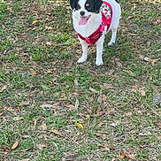 Snowflake is registered to the contest to win money with this photo: dog, small_dog, black_and_white, grass, outdoor, happy, panting, pet, canine, nature, leafy_ground, red_harness, tongue_out, standing, animal, fur, daylight, playful, cute, friendly