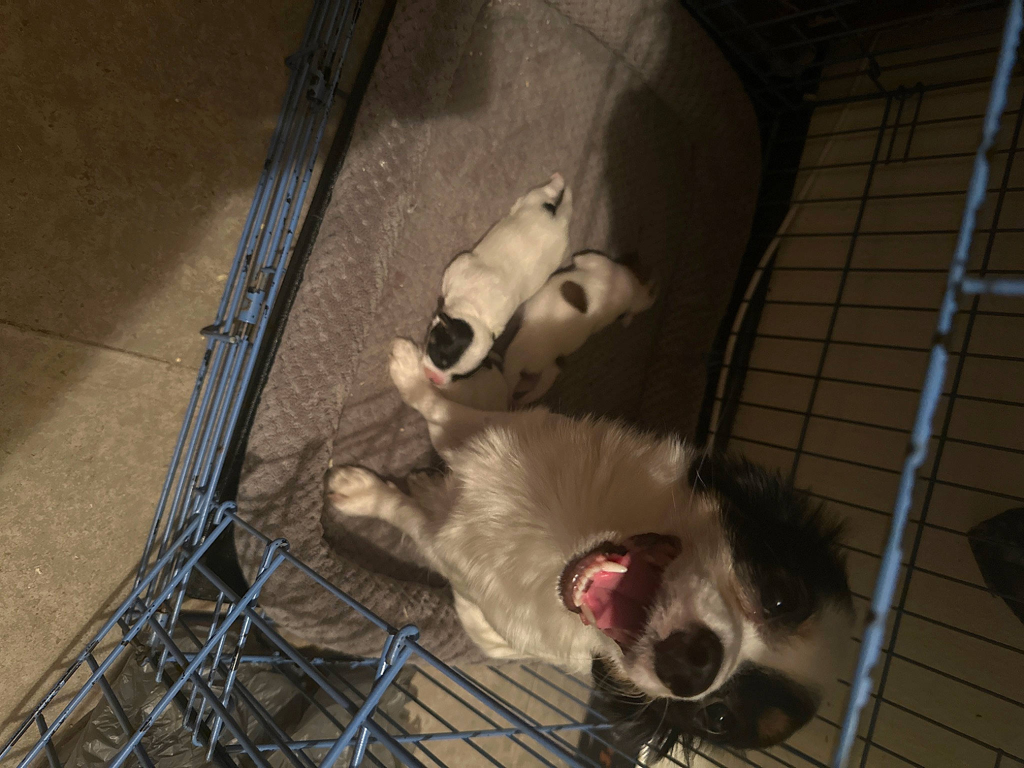 Snowflake joined the competition — help win amazing prizes! animal_shelter, canidae, carnivore, companion_dog, dog, dog_breed, dog_crate, dog_supply, fang, fawn, felidae, fur, mammal, pet_supply, snout, sporting_group, tail, vertebrate, whiskers, working_animal