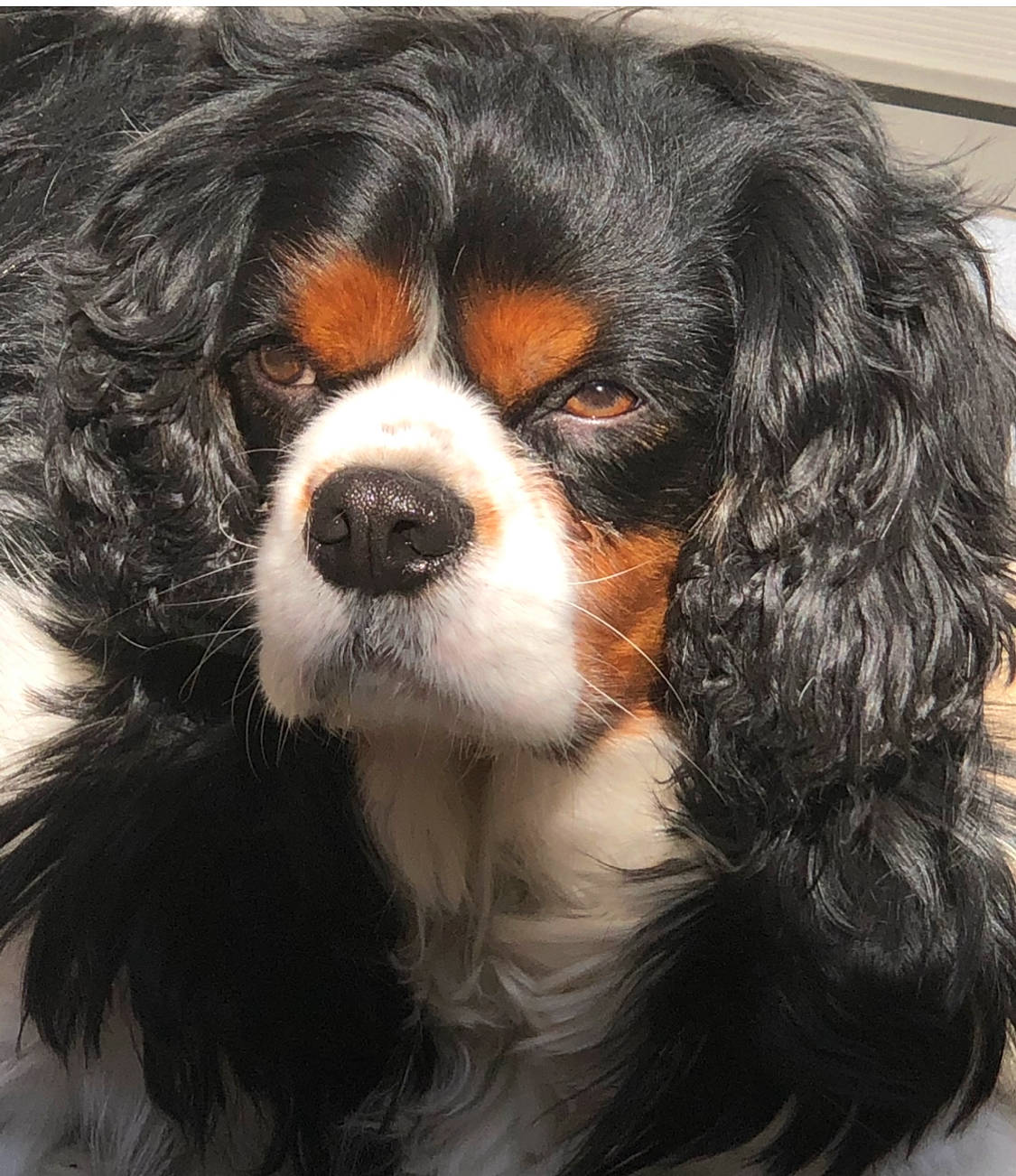 Bella participe au concours pour gagner de l'argent avec cette photo : bored, canidae, carnivore, cavalier_king_charles_spaniel, companion_dog, dog, dog_breed, door, fur, king_charles_spaniel, liver, snout, spaniel, sporting_group, terrestrial_animal, toy_dog, whiskers, working_animal, working_dog
