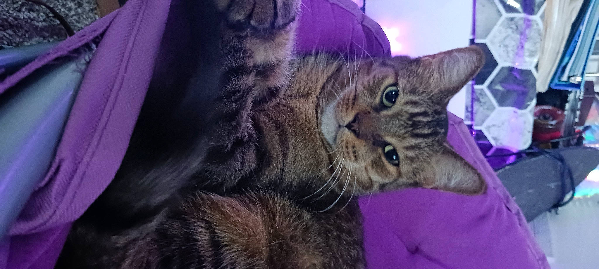 Alex is registered to the contest to win money with this photo: carnivore, cat, claw, comfort, domestic_short_haired_cat, ear, felidae, fur, paw, purple, small_to_medium_sized_cats, tail, terrestrial_animal, whiskers