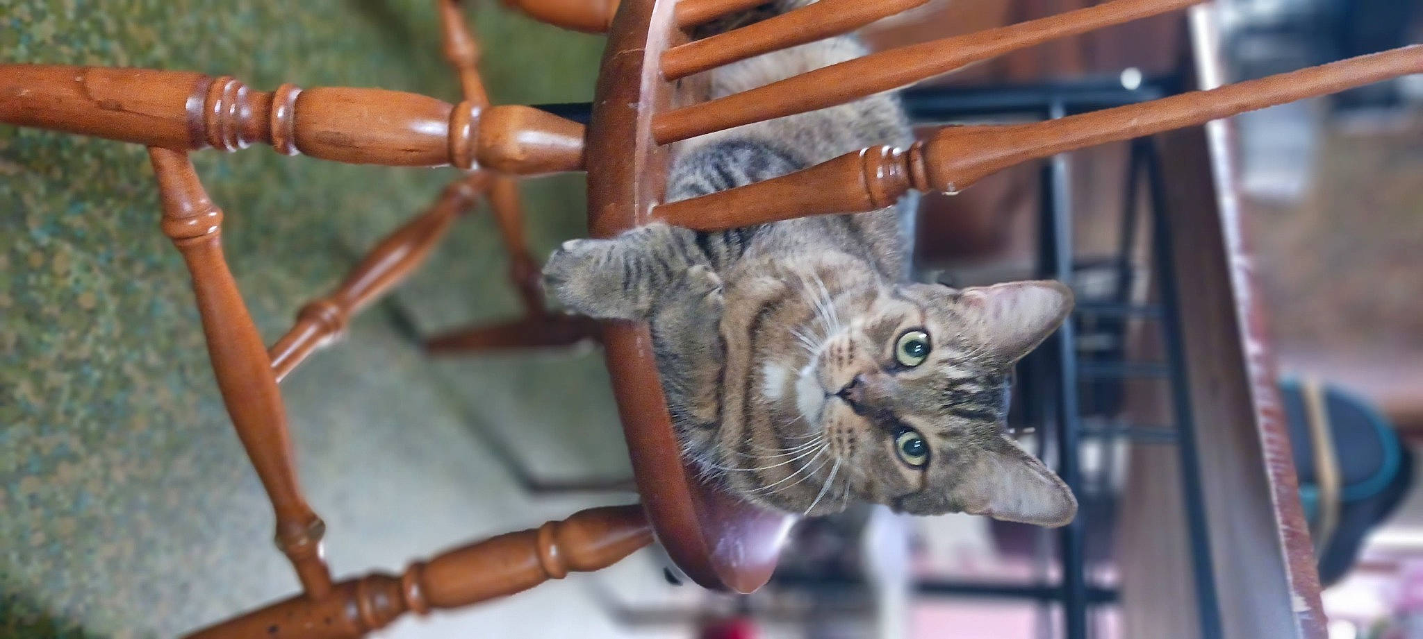 Alex is registered to the contest to win money with this photo: bicycle_tire, carnivore, cat, domestic_short_haired_cat, fawn, felidae, fur, metal, rim, small_to_medium_sized_cats, snout, spoke, steel, tail, terrestrial_animal, tree, twig, whiskers, wildlife, wood