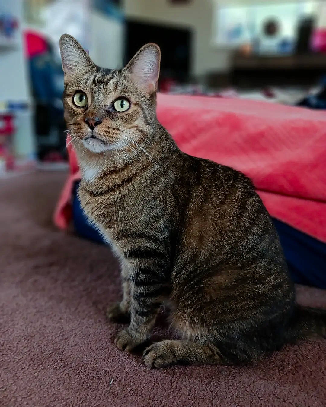 Alex joined the competition — help win amazing prizes! carnivore, cat, claw, domestic_short_haired_cat, felidae, fur, grey, paw, road_surface, sitting, small_to_medium_sized_cats, snout, tail, terrestrial_animal, whiskers, wildlife