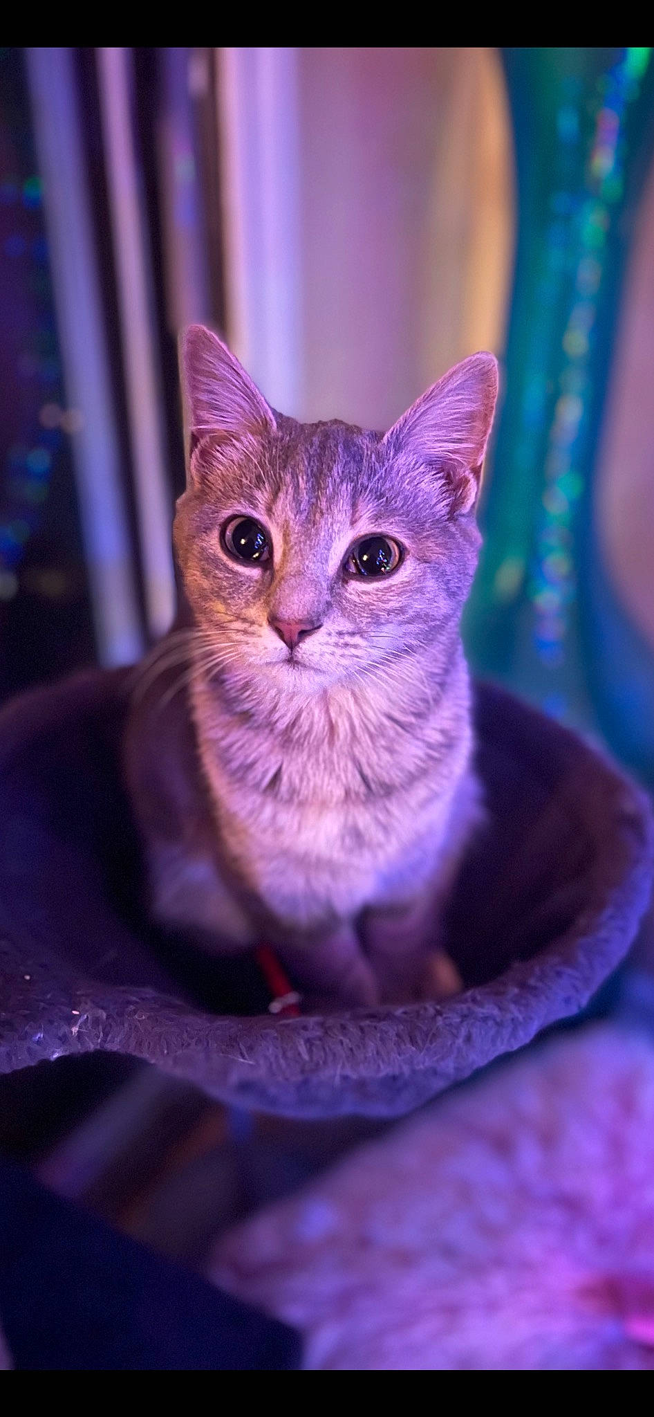 Percy is registered to the contest to win money with this photo: carnivore, cat, cat_supply, close_up, domestic_short_haired_cat, electric_blue, fawn, felidae, fur, magenta, pink, purple, small_to_medium_sized_cats, snout, terrestrial_animal, violet, whiskers