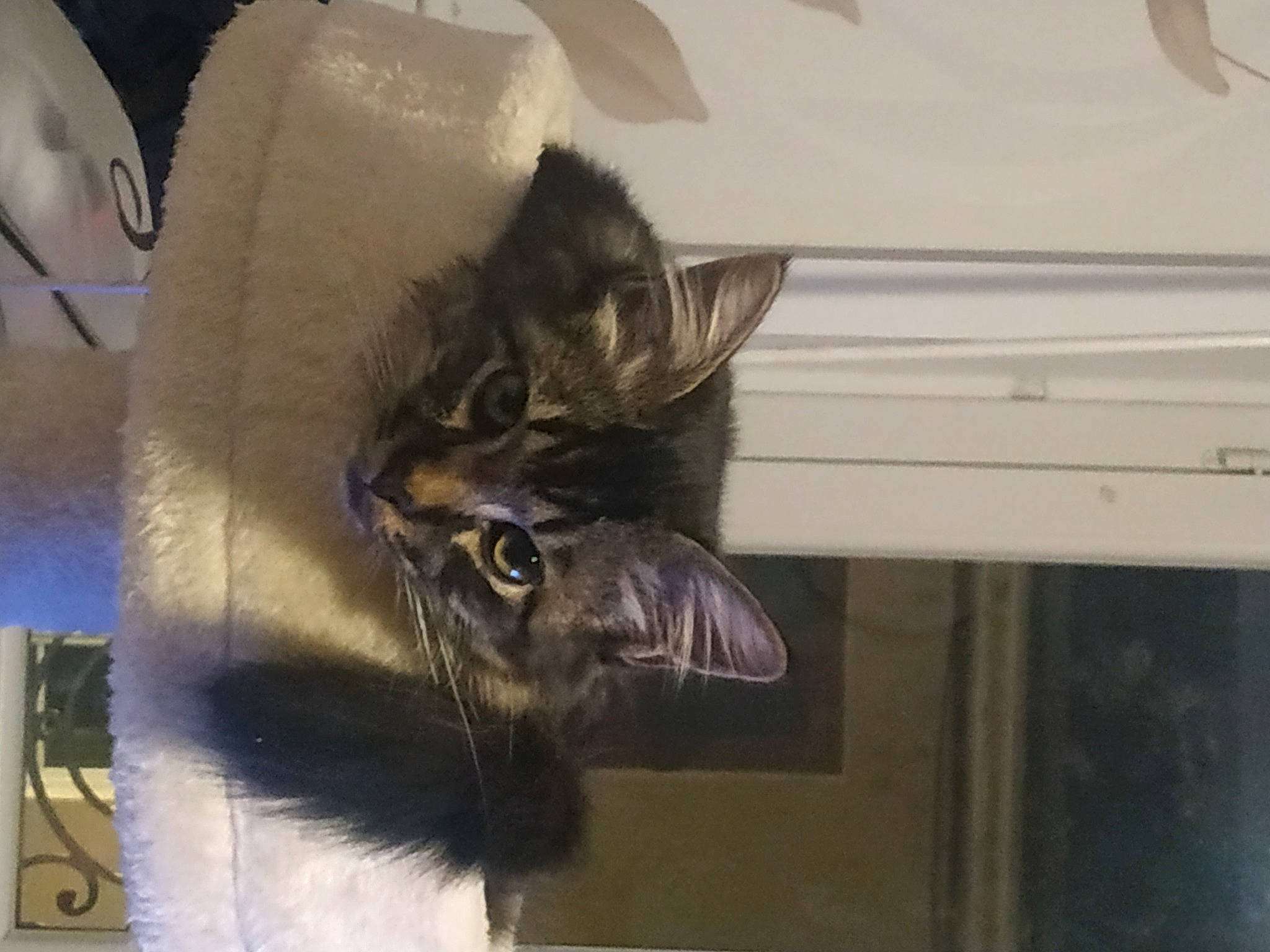 Taïko participe au concours pour gagner de l'argent avec cette photo : bat, canidae, carnivore, cat, claw, dog_breed, domestic_short_haired_cat, eye, feather, felidae, fur, room, small_to_medium_sized_cats, snout, tail, whiskers, wildlife, wood