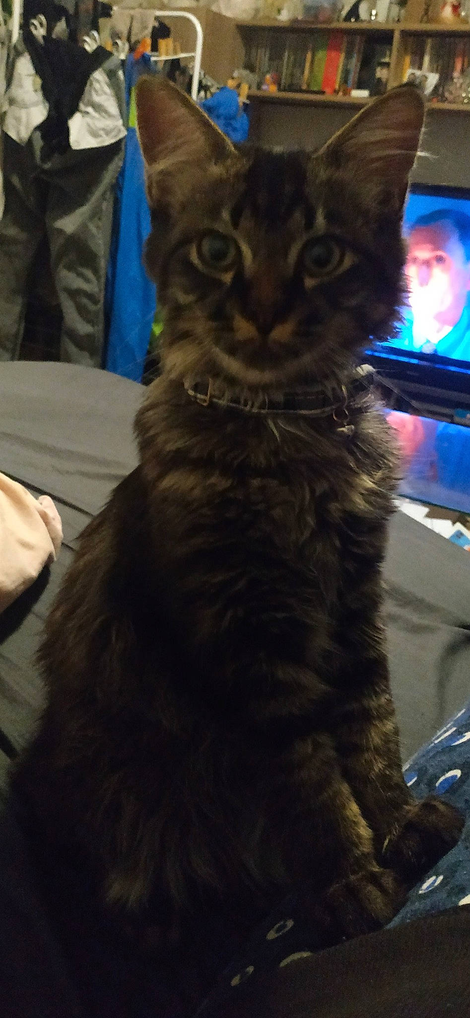 Taïko participe au concours pour gagner de l'argent avec cette photo : carnivore, cat, comfort, domestic_short_haired_cat, electric_blue, felidae, fur, small_to_medium_sized_cats, tail, terrestrial_animal, whiskers