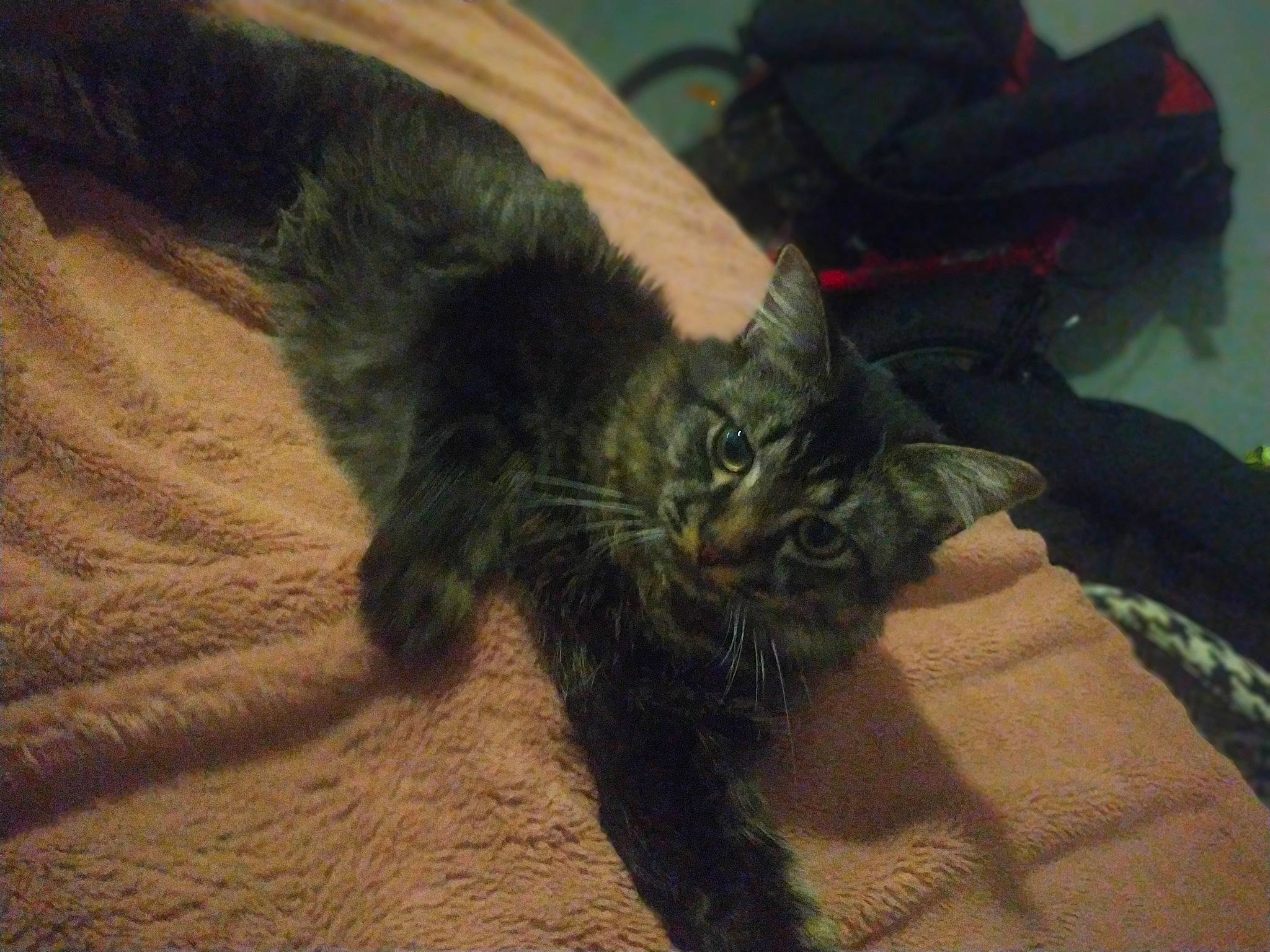 Taïko participe au concours pour gagner de l'argent avec cette photo : bag, black_cat, carnivore, cat, chair, claw, comfort, domestic_short_haired_cat, felidae, foot, fur, grass, luggage_and_bags, paw, small_to_medium_sized_cats, snout, soil, tail, whiskers, wood