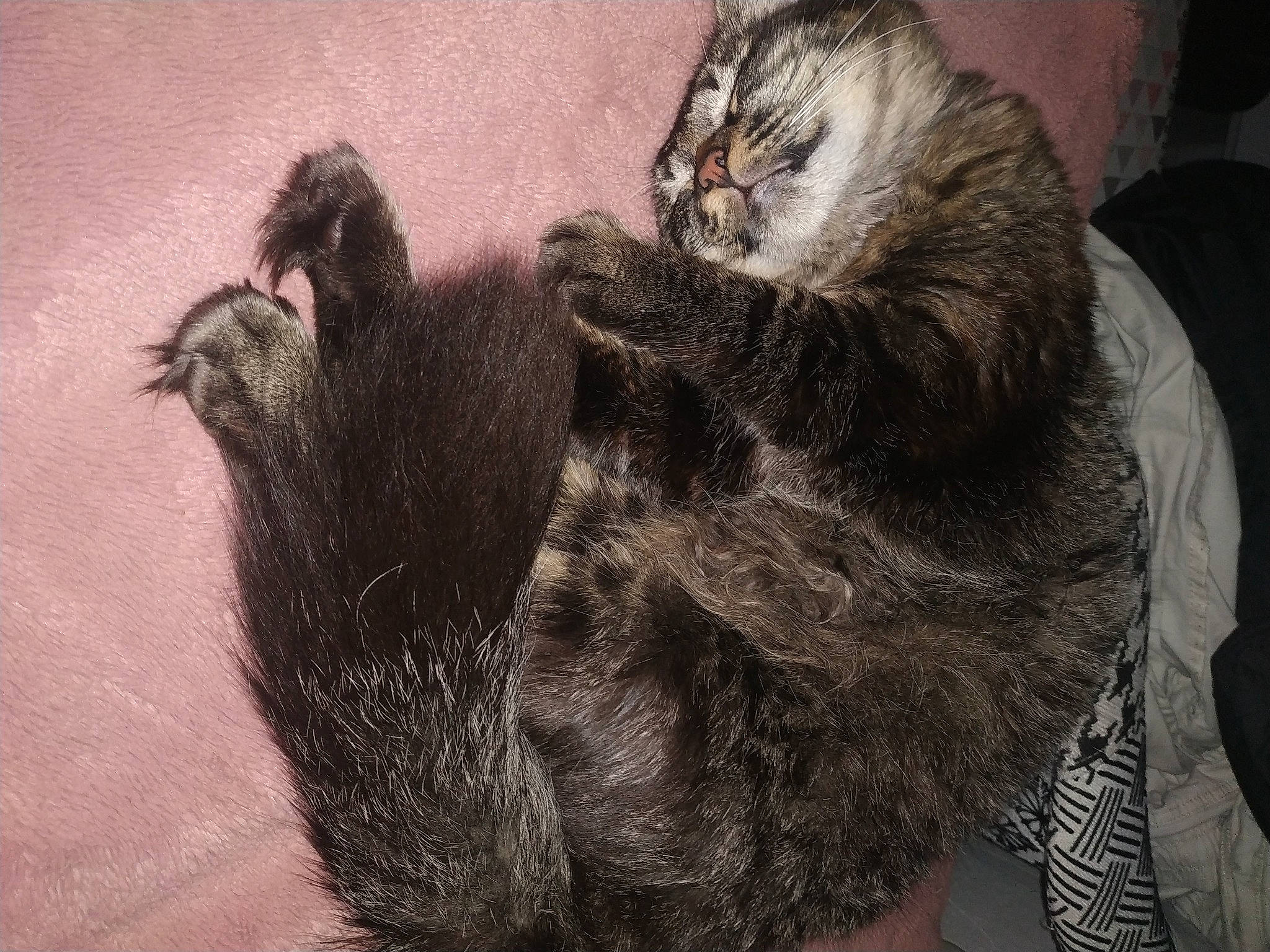 Taïko a rejoint le concours — aidez-le/la à gagner de superbes lots ! beard, carnivore, cat, claw, comfort, domestic_short_haired_cat, felidae, foot, fur, gesture, grey, nap, paw, sleep, small_to_medium_sized_cats, snout, tail, terrestrial_animal, whiskers