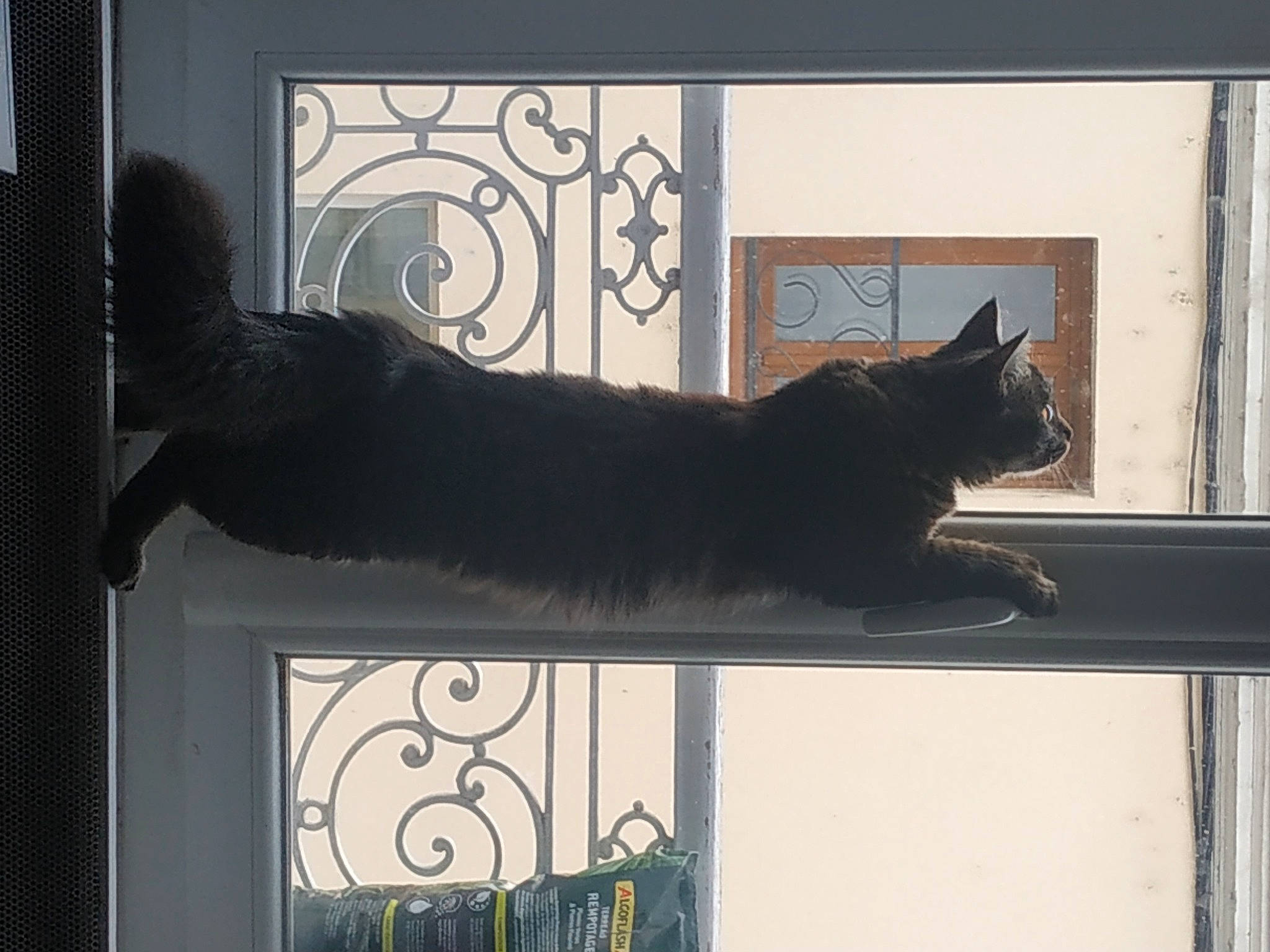 Taïko participe au concours pour gagner de l'argent avec cette photo : black_cat, bombay, carnivore, cat, domestic_short_haired_cat, felidae, fur, grey, home_door, rectangle, room, shade, shadow, small_to_medium_sized_cats, tail, tints_and_shades, tree, whiskers, window, wood