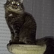 Taïko participe au concours pour gagner de l'argent avec cette photo : animal, cat, cat_tree, curtains, cute, domestic, eyes, feline, flash, fluffy, fur, indoor, night, perch, pet, shadow, sitting, tabby, tail, whiskers