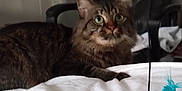 Taïko a rejoint le concours — aidez-le/la à gagner de superbes lots ! animal, bed, black_chair, cat, chair, curious, domestic, feline, fur, green_eyes, home, indoor, pet, playful, relaxed, striped, tabby, toy_mouse, whiskers, white_bedspread