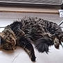 Taïko participe au concours pour gagner de l'argent avec cette photo : animal, cat, closeup, cozy, curious, cute, domestic, eyes, feline, floor, fur, household, indoor, lying_down, mammal, pet, resting, tabby, tail, whiskers