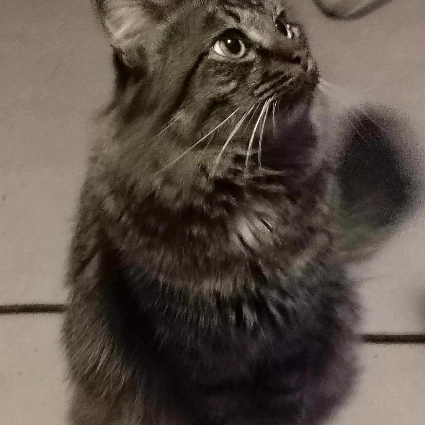 Taïko a rejoint le concours — aidez-le/la à gagner de superbes lots ! abyssinian, angora, animal, blackcat, brasssection, cat, horn, kitten, manx, musicalinstrument, pet