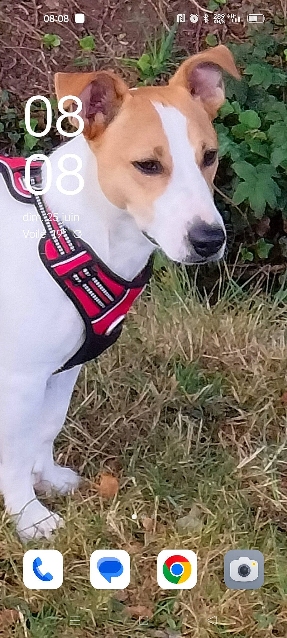 Jack participe au concours pour gagner de l'argent avec cette photo : adventure, canidae, carnivore, collar, companion_dog, dog, dog_breed, dog_collar, dog_supply, fawn, grass, hunting_dog, non_sporting_group, pet_supply, plant, snout, sporting_group, tail, whiskers, working_animal