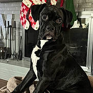 Ace is registered to the contest to win money with this photo: dog, black_dog, white_chest, blanket, fireplace, christmas_stockings, holiday_decor, indoor, pet, canine, mantel, cozy, festive, decorations, sitting, looking, fur, animal, household, warm