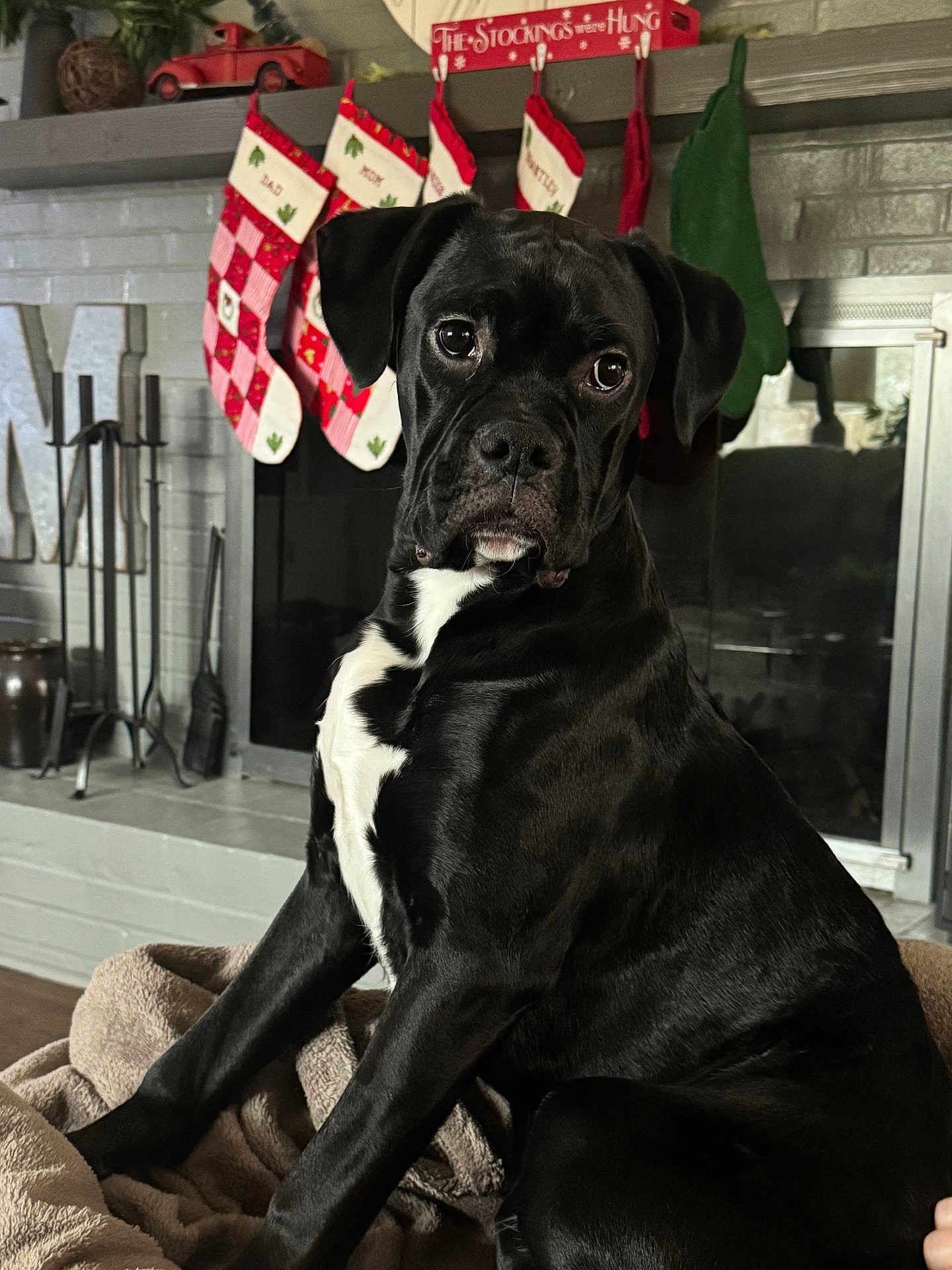 Ace is registered to the contest to win money with this photo: dog, black_dog, white_chest, blanket, fireplace, christmas_stockings, holiday_decor, indoor, pet, canine, mantel, cozy, festive, decorations, sitting, looking, fur, animal, household, warm