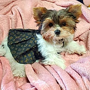 Bogi joined the competition — help win amazing prizes! adorable, animal, clothing, cozy, cute, designer_skirt, dog, fabric, fashion, fluffy, fur, indoors, lying_down, pet, pink_blanket, puppy, resting, small_dog, soft_texture, young