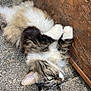 animal, cat, closeup, curious, fluffy, fur, lying_down, mammal, nature, outdoor, paw, pet, relaxed, resting, stone_surface, sunlight, tabby, texture, whisker, wood_panel