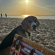 Boubou participe au concours pour gagner de l'argent avec cette photo : dog, beagle, beach, sunset, picnic, basket, cutlery, plates, sand, ocean, water, sky, people, silhouette, sun, nature, outdoor, relaxation, vacation, leisure