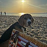 dog, beagle, beach, sunset, picnic, basket, cutlery, plates, sand, ocean, water, sky, people, silhouette, sun, nature, outdoor, relaxation, vacation, leisure