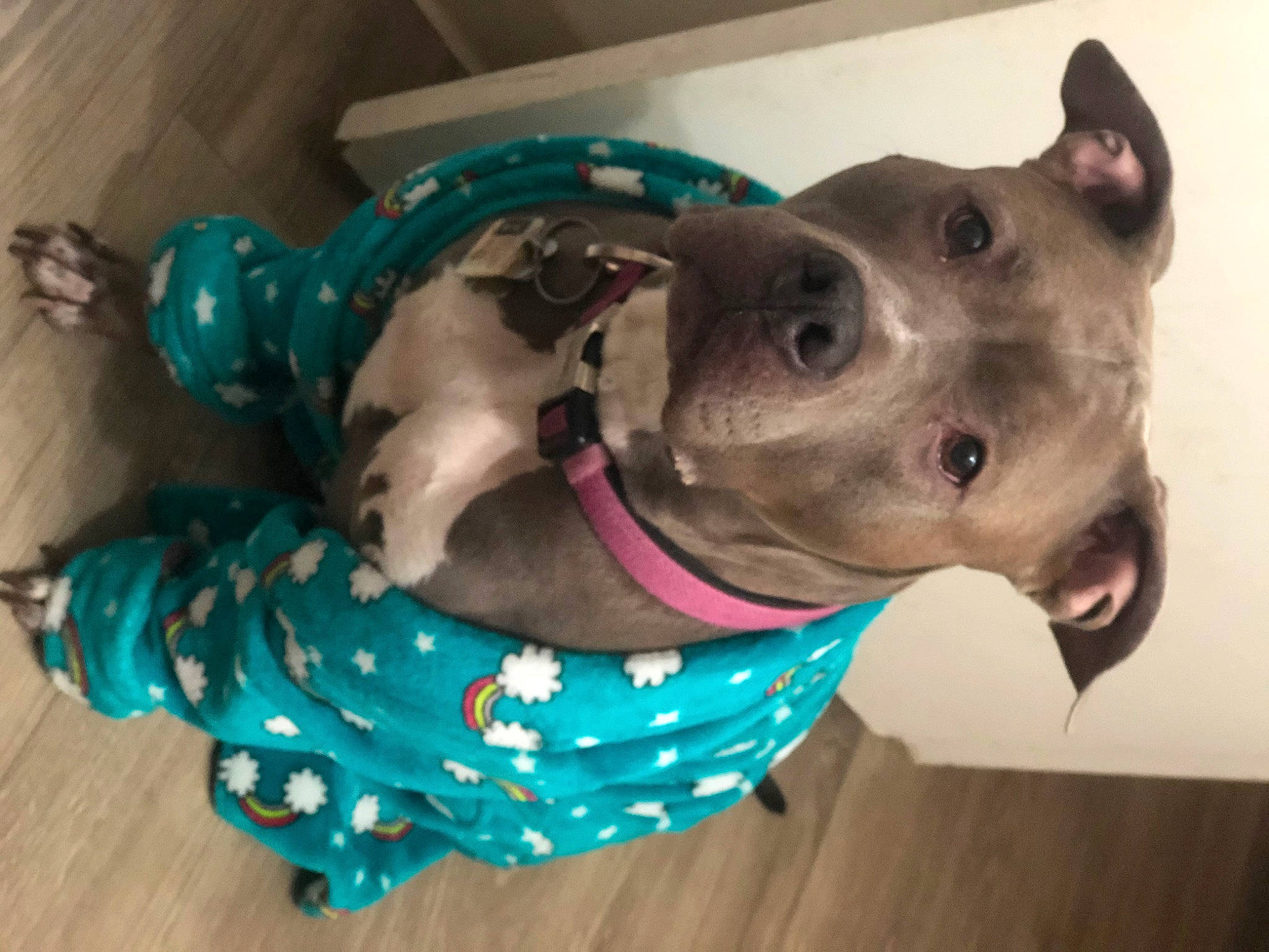 Harlee is registered to the contest to win money with this photo: canidae, carnivore, collar, companion_dog, dog, dog_breed, dog_clothes, dog_collar, dog_supply, ear, fashion_accessory, fawn, leash, liver, personal_protective_equipment, pet_supply, snout, sporting_group, whiskers, working_animal