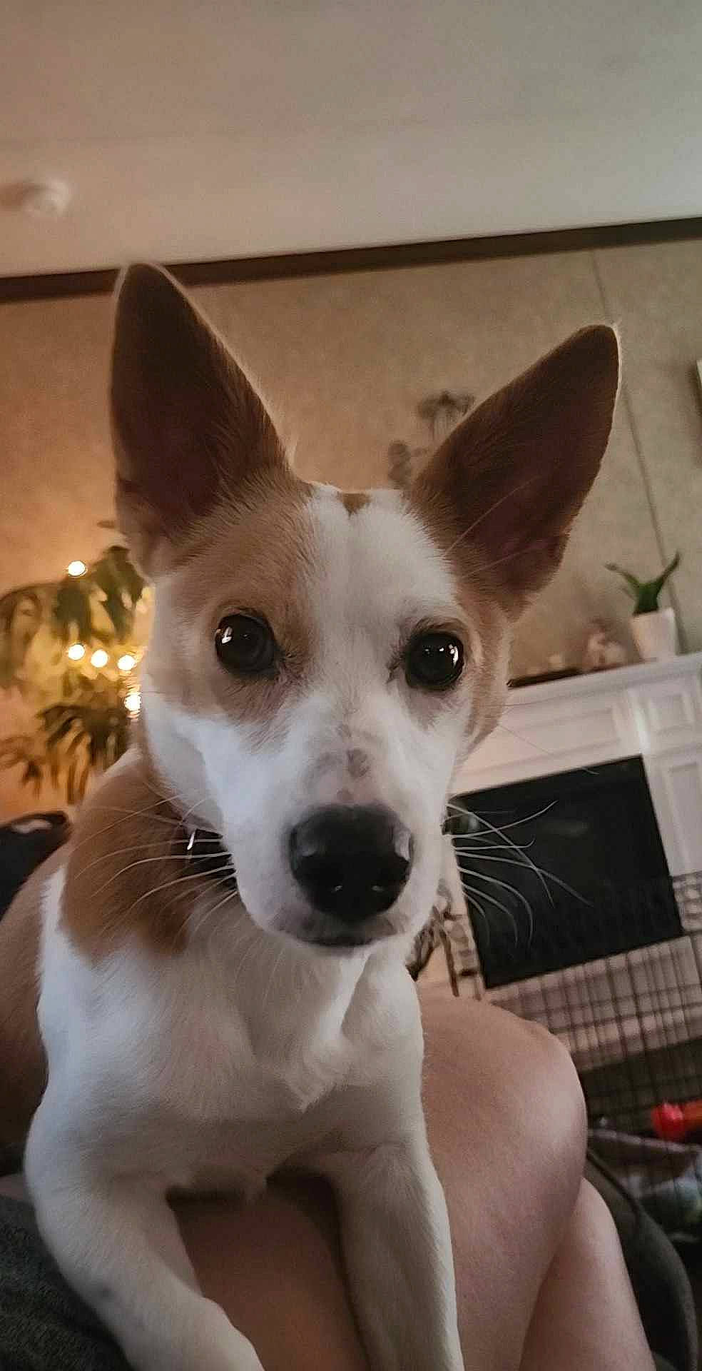 Milo joined the competition — help win amazing prizes! ancient_dog_breeds, canidae, carnivore, collar, companion_dog, dog, dog_breed, dog_collar, door, ear, fawn, fur, hound, non_sporting_group, puppy, snout, sporting_group, terrier, whiskers, working_animal