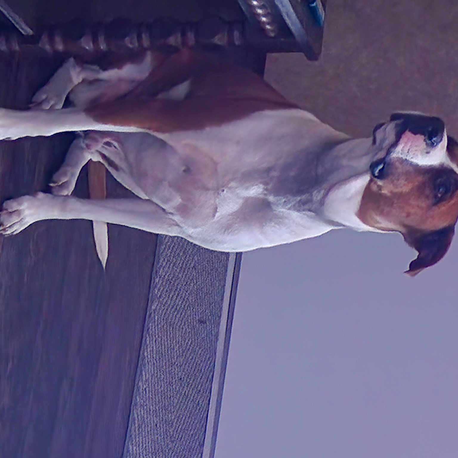 Baxter