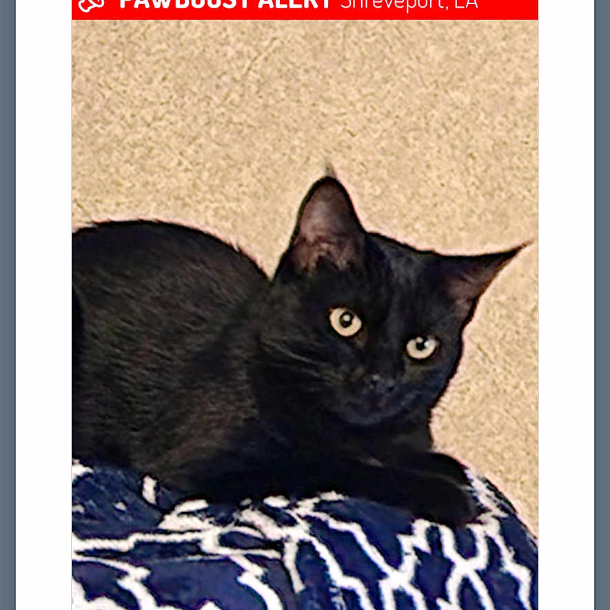 Shadow is registered to the contest to win money with this photo: abyssinian, advertisement, animal, blackcat, cat, envelope, greetingcard, kitten, mail, manx, page, pet, poster, text