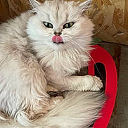 Yuna a rejoint le concours — aidez-le/la à gagner de superbes lots ! cat, fluffy_cat, white_cat, longhair, pet, animal, portrait, sitting, red_chair, tongue_out, green_eyes, whiskers, fur, indoors, rustic_background, wood_paneling, instagram_story, name_label, close_up, funny_expression