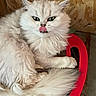 cat, fluffy_cat, white_cat, longhair, pet, animal, portrait, sitting, red_chair, tongue_out, green_eyes, whiskers, fur, indoors, rustic_background, wood_paneling, instagram_story, name_label, close_up, funny_expression
