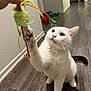 cat, white_cat, pet, indoor, playing, toy, feather_toy, paw, curious, animal, floor, hallway, human_hand, whiskers, ears, tail, fur, focus, looking_up, domestic