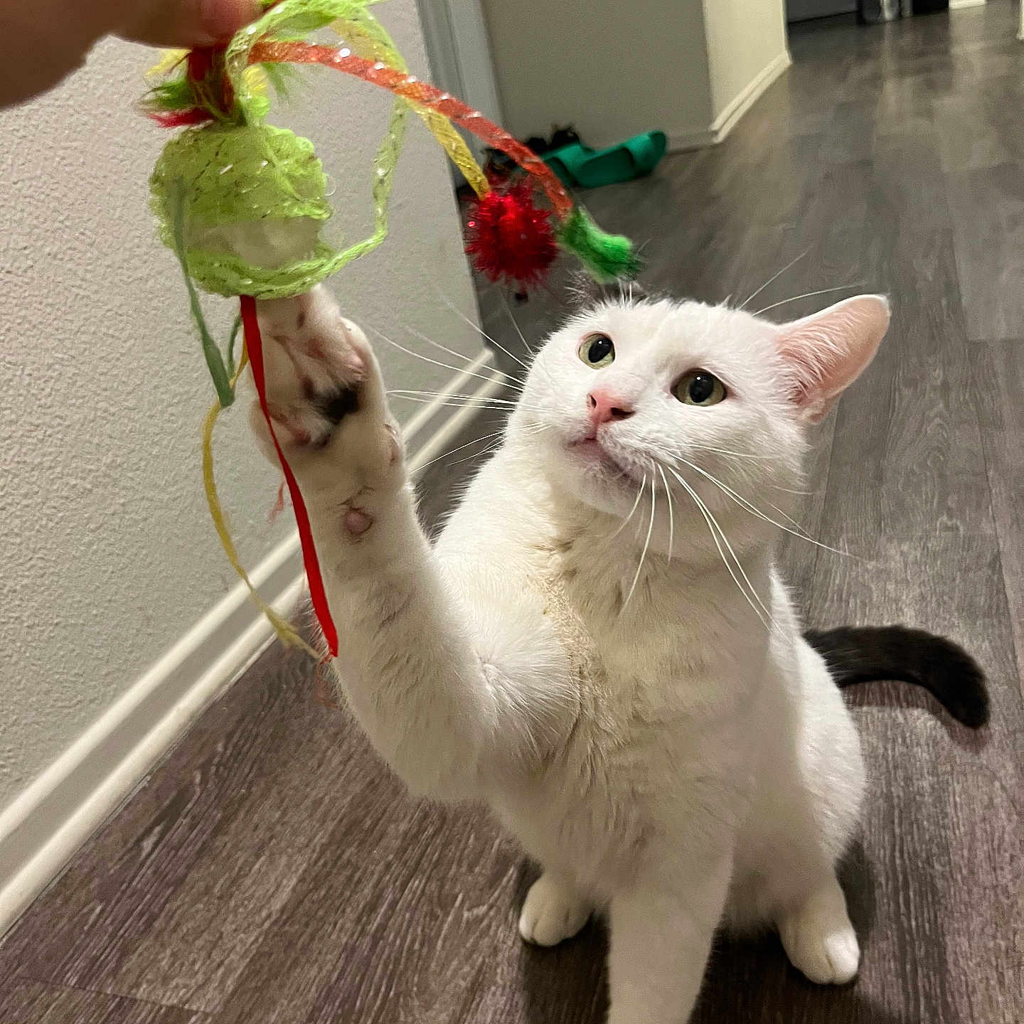 Molly is registered to the contest to win money with this photo: animal, cat, curious, domestic, ears, feather_toy, floor, focus, fur, hallway, human_hand, indoor, looking_up, paw, pet, playing, tail, toy, whiskers, white_cat