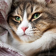 Zucchero a rejoint le concours — aidez-le/la à gagner de superbes lots ! animal, bed, blanket, cat, close_up, cozy, cute, fur, green_eyes, indoor, mammal, pet, pink_nose, portrait, relaxed, resting, soft, striped, tabby, whiskers