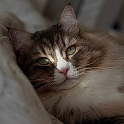 Zucchero a rejoint le concours — aidez-le/la à gagner de superbes lots ! cat, pet, feline, fluffy, brown_and_white, green_eyes, whiskers, pink_nose, close_up, portrait, lying_down, bed, blanket, bedding, indoors, cozy, relaxed, sleepy, animal, photography