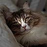cat, pet, feline, fluffy, brown_and_white, green_eyes, whiskers, pink_nose, close_up, portrait, lying_down, bed, blanket, bedding, indoors, cozy, relaxed, sleepy, animal, photography