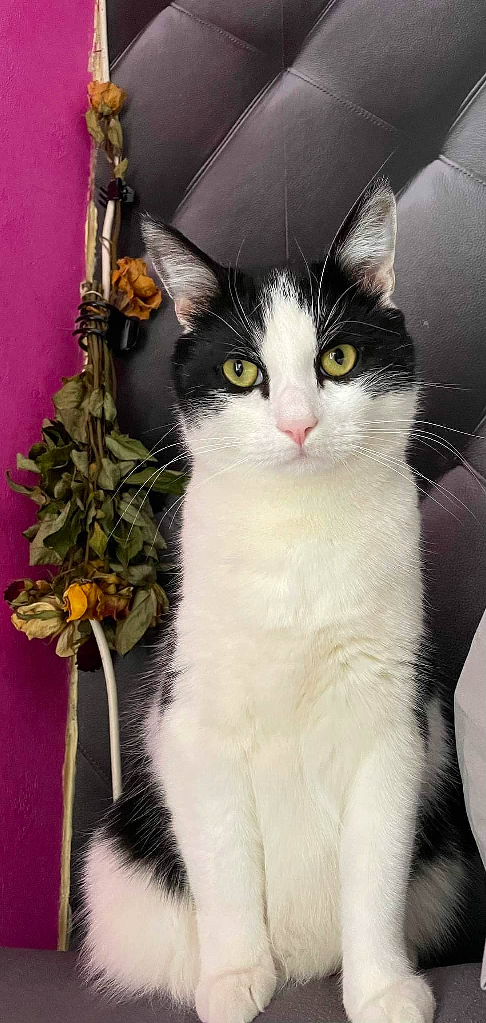 Bandy participe au concours pour gagner de l'argent avec cette photo : carnivore, cat, domestic_short_haired_cat, felidae, fur, iris, plant, small_to_medium_sized_cats, snout, tail, twig, whiskers, window