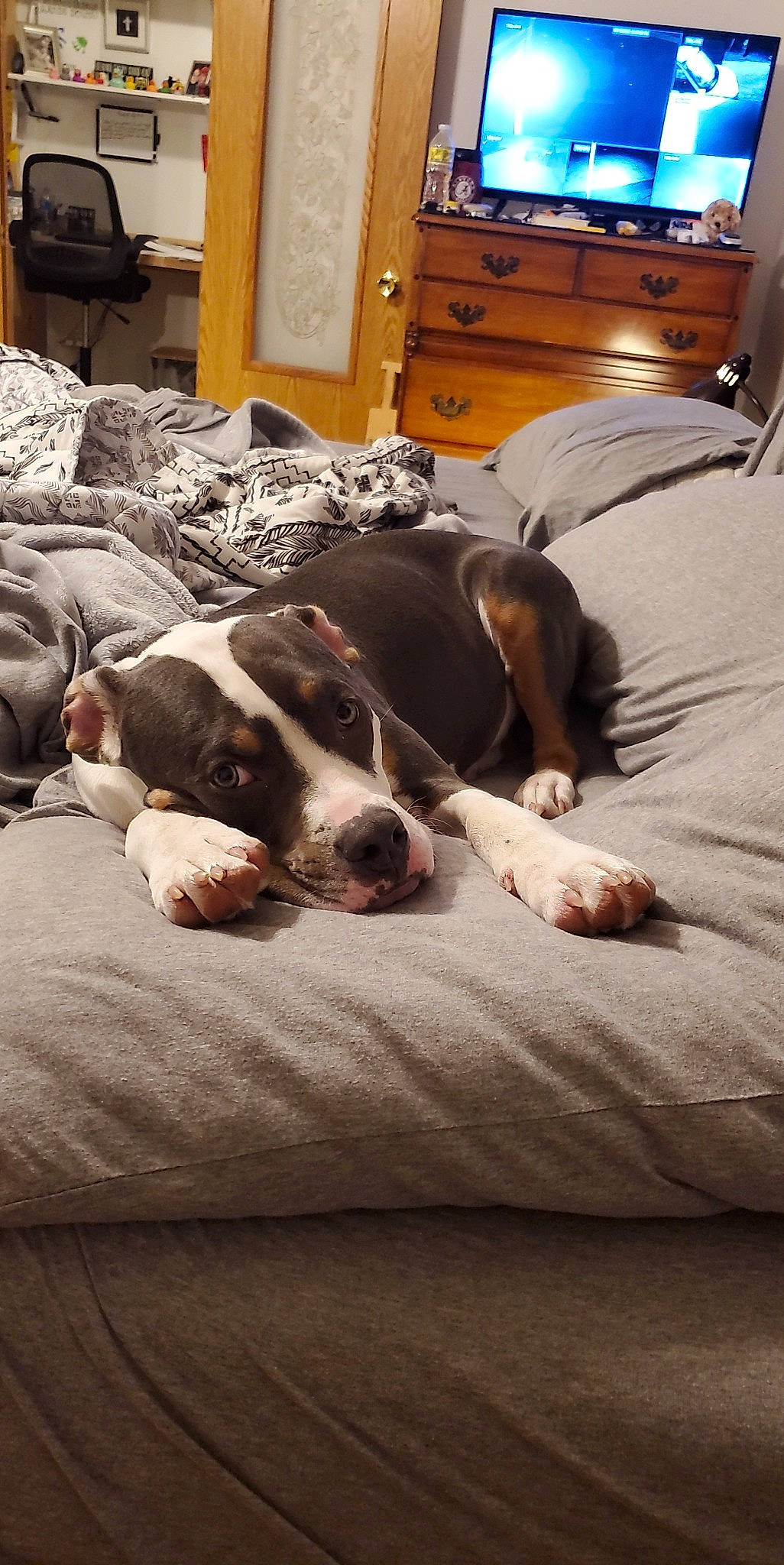 Khan is registered to the contest to win money with this photo: bookcase, brown, cabinetry, carnivore, chest, chest_of_drawers, comfort, companion_dog, dog, dog_breed, drawer, hardwood, home_appliance, linens, living_room, picture_frame, room, television, wood, working_animal