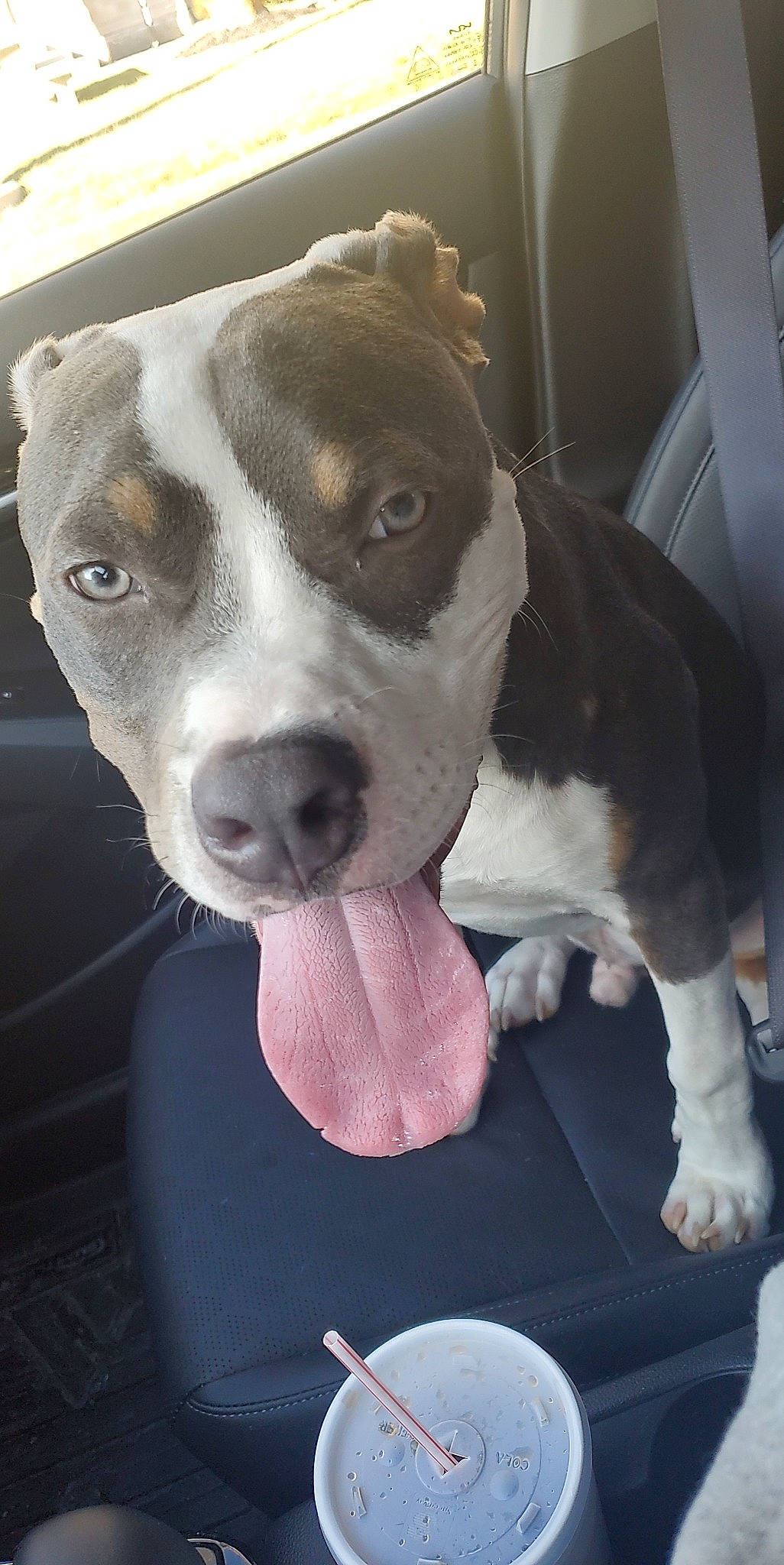 Khan joined the competition — help win amazing prizes! canidae, carnivore, collar, companion_dog, dog, dog_breed, dog_collar, ear, fawn, fur, guard_dog, mammal, metal, non_sporting_group, pet_supply, serveware, snout, sporting_group, whiskers, working_animal