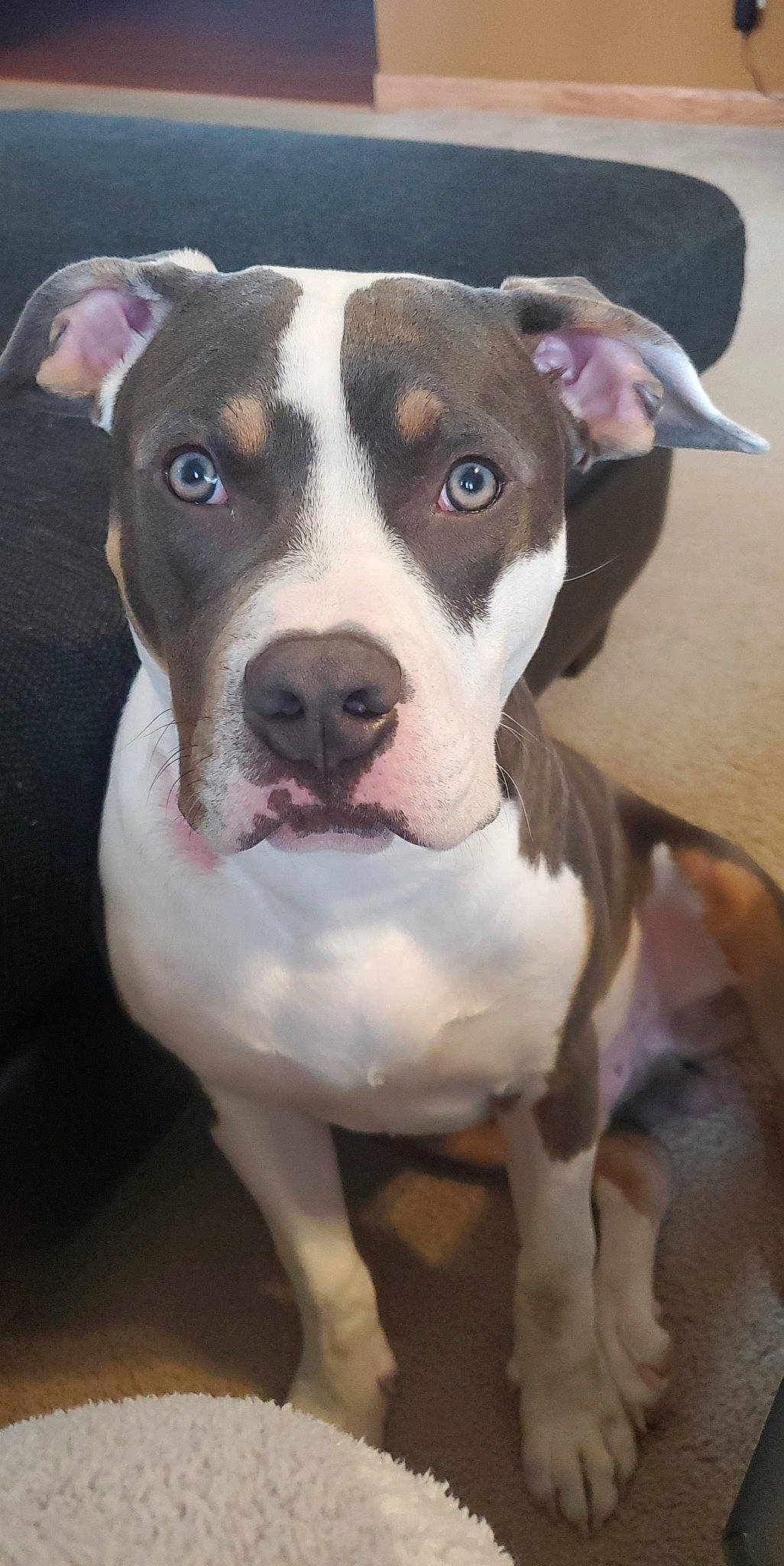 Khan joined the competition — help win amazing prizes! carnivore, companion_dog, dog, dog_breed, fawn, non_sporting_group, pet_supply, snout, sporting_group, whiskers, working_animal, working_dog